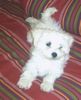 Malteser Foto: mein Jimmy als Welpe (ID 22037) Malteser Hund