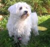 Malteser Foto: Jimmy (ID 34731) Malteser Hund