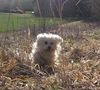 Malteser Foto: Jimmy (ID 34726) Malteser Hund