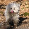 Malteser Foto: Jimmy, mein Kasperl (ID 34729) Malteser Hund