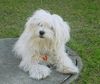 Malteser Foto: Mein Malteser (ID 11514) Malteser Hund