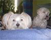 Malteser Foto: Mutter Julie & Tochter Beanie (ID 6351) Malteser Hund