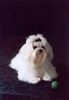 Malteser Foto: Klein Xenia of golden Lady im Alter von 6 Monaten (ID 15498) Malteser Hund