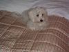 Malteser Foto: Ramina (ID 27462) Malteser Hund