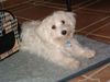 Malteser Foto: Ramina (ID 27464) Malteser Hund