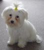 Malteser Foto: Lissy (ID 27361) Malteser Hund