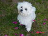 Malteser Foto: König Krümel (mein Schatziii) (ID 33556) Malteser Hund