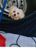 Malteser Foto: unterm wohnwagen war die hitze von Kroatien besser zu ertragen *fg* (ID 6935) Malteser Hund