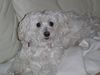Malteser Foto: das ist unsere süsse jessy (ID 19614) Malteser Hund