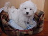 Malteser Foto: ich will spielen (ID 25519) Malteser Hund