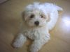 Malteser Foto: Ciara (ID 23859) Malteser Hund