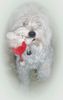 Malteser Foto: Hab' den Nikolaus erwischt (ID 7310) Malteser Hund