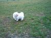 Malteser Foto: Ninja die kleine Malteserdame (ID 10052) Malteser Hund