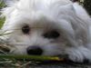 Malteser Foto: Schau mir in die Augen Kleines ....... (ID 6045) Malteser Hund