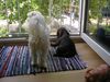 Malteser Foto: Warten auf Frauchen (ID 6287) Malteser Hund