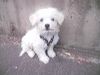 Malteser Foto: Gino (ID 23943) Malteser Hund