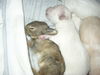 Malteser Foto: Bommel (ID 35009) Malteser Hund