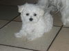 Malteser Foto: Ein Baby von unserer Teddy (ID 34980) Malteser Hund