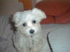 Malteser Foto: Furby 13 Wochen (ID 35206) Malteser Hund