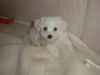 Malteser Foto: Furby 9 Wochen (ID 35007) Malteser Hund