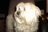 Malteser Foto: Schau mal her Bibi! (ID 6654) Malteser Hund