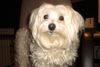 Malteser Foto: Brav Bibi, nur ein bisschen mehr lächeln! (ID 6655) Malteser Hund