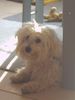 Malteser Foto: Wuschel (ID 20349) Malteser Hund
