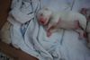 Malteser Foto: Beim Zitze-Nuckeln eingeschlafen! Träum schön! (ID 15043) Malteser Hund