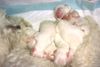 Malteser Foto: Bibi's Kleine sind satt und seeeeehr müde! (ID 15042) Malteser Hund