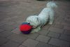 Malteser Foto: Bibi:das ist mein Ball! (ID 6657) Malteser Hund