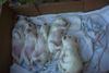 Malteser Foto: Bibi's Kleine: ZZZZZZZZ! (ID 15044) Malteser Hund