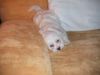 Malteser Foto: mein kleiner Happy 12 wochen (ID 6730) Malteser Hund