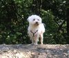 Malteser Foto: Prince Jimmy (ID 34725) Malteser Hund