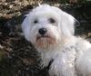 Malteser Foto: Mr. Jim Knopf (ID 34723) Malteser Hund