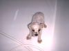 Malteser Foto: Ich hasse die Badewanne (ID 5654) Malteser Hund