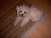Malteser Foto: Da bin ich schon 17 Wochen alt (ID 5656) Malteser Hund