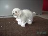 Malteser Foto: Schade, dass der Winter schon vorbei ist (ID 22865) Malteser Hund