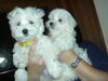 Malteser Foto: Nico u. Schwesterchen Shiva 11 Wochen alt (ID 27212) Malteser Hund