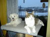 Malteser Foto: Shiva (11 Wo.) langweilt sich mit Kater Samy (1,5 Jahre) (ID 27246) Malteser Hund