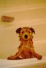 Malteser Foto: Wo ist mein Plantschi ???? (ID 7311) Malteser Hund
