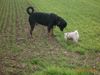 Malteser Foto: Spike und Kim (ID 18869) Malteser Hund