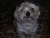 Malteser Foto: Was guckst du? (ID 18871) Malteser Hund
