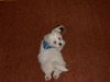 Malteser Foto: Bela (9 Wochen) 2 (ID 18787) Malteser Hund