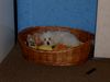 Malteser Foto: Bela (9 Wochen) (ID 18789) Malteser Hund