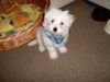 Malteser Foto: Bela (9 Wochen) (ID 18786) Malteser Hund