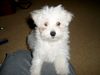 Malteser Foto: Bela (9 Wochen) 3 (ID 18788) Malteser Hund
