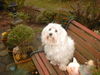 Malteser Foto: Lucky (ID 43031) Malteser Hund