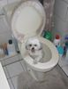 Malteser Foto: Wollte ein Vogel fangen und bin in die Toilette gefallen.Snupy (ID 31059) Malteser Hund