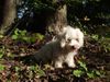 Malteser Foto: Speedy (3Mte) (ID 29184) Malteser Hund