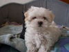 Malteser Foto: Ein Baby von unserer Teddy (ID 34981) Malteser Hund